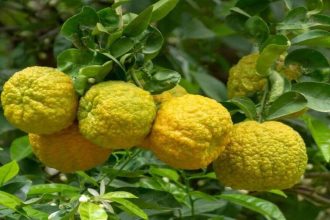 Cilt ve zihin için mucize: Bergamot