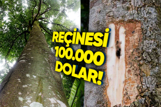 Dünyanın En Değerli Ağaçlarından Biri Olarak Bilinen Öd Ağacının Kilosu Neden 100.000 Dolara Satılıyor?